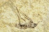 Detailed Fossil Marsh Fly (Tetanocera) - Cereste, France #256075-2